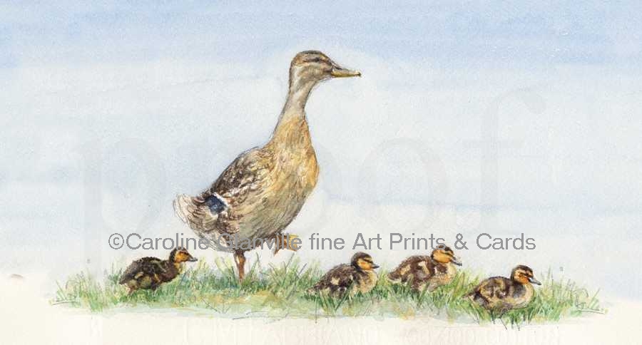 Duck & ducklings, painting by Caroline Glanville